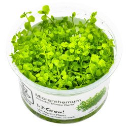 Monte Carlo Tropica 1-2 Grow at Shrimp Cove UK buy now. Freshwater Shrimp Caridina Shrimp snails