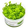Monte Carlo Tropica 1-2 Grow at Shrimp Cove UK buy now. Freshwater Shrimp Caridina Shrimp snails