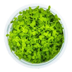 Monte Carlo Tropica 1-2 Grow at Shrimp Cove UK buy now. Freshwater Shrimp Caridina Shrimp snails