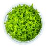 Monte Carlo Tropica 1-2 Grow at Shrimp Cove UK buy now. Freshwater Shrimp Caridina Shrimp snails