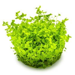 Monte Carlo Tropica 1-2 Grow at Shrimp Cove UK buy now. Freshwater Shrimp Caridina Shrimp snails