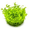 Monte Carlo Tropica 1-2 Grow at Shrimp Cove UK buy now. Freshwater Shrimp Caridina Shrimp snails