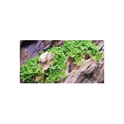 Monte Carlo Tropica 1-2 Grow at Shrimp Cove UK buy now. Freshwater Shrimp Caridina Shrimp snails
