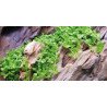Monte Carlo Tropica 1-2 Grow at Shrimp Cove UK buy now. Freshwater Shrimp Caridina Shrimp snails