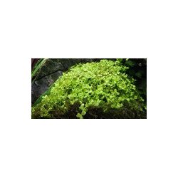 Monte Carlo Tropica 1-2 Grow at Shrimp Cove UK buy now. Freshwater Shrimp Caridina Shrimp snails