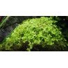 Monte Carlo Tropica 1-2 Grow at Shrimp Cove UK buy now. Freshwater Shrimp Caridina Shrimp snails