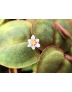 Christmas Moss Tropica 1-2 Grow EASY at Shrimp Cove UK buy now. Freshwater Shrimp Caridina Shrimp snails