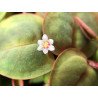 Christmas Moss Tropica 1-2 Grow EASY at Shrimp Cove UK buy now. Freshwater Shrimp Caridina Shrimp snails