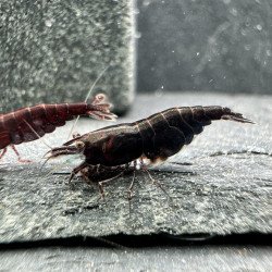 Black Onyx Rose Shrimp