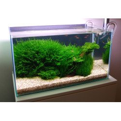 Christmas Moss Tropica 1-2 Grow EASY at Shrimp Cove UK buy now. Freshwater Shrimp Caridina Shrimp snails