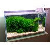 Christmas Moss Tropica 1-2 Grow EASY at Shrimp Cove UK buy now. Freshwater Shrimp Caridina Shrimp snails