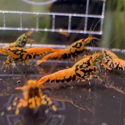 Orange Boa Caridina Shrimp Cove AUCTION BUY / BID NOW AND SAVE