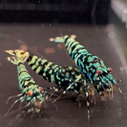 RARE Black Snowfall Tiger HWA GENETICS Caridina shrimp Auction Shrimp Cove