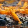 Sunkist Neocaridina Shrimp Cove. freshwater incredible shrimp at great prices in the UK