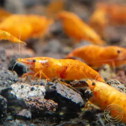 Sunkist Neocaridina Shrimp Cove. freshwater incredible shrimp at great prices in the UK