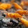 Sunkist Neocaridina Shrimp Cove. freshwater incredible shrimp at great prices in the UK