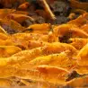 Sunkist Neocaridina Shrimp Cove. freshwater incredible shrimp at great prices in the UK