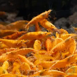 Sunkist Neocaridina Shrimp Cove. freshwater incredible shrimp at great prices in the UK