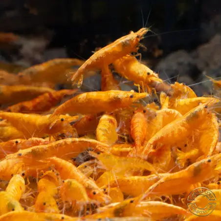 Sunkist Neocaridina Shrimp Cove. freshwater incredible shrimp at great prices in the UK