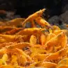 Sunkist Neocaridina Shrimp Cove. freshwater incredible shrimp at great prices in the UK