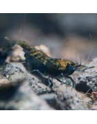 Blue NeoRainbow Neocaridina Shrimp | UK-Bred | Shrimp Cove