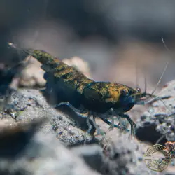 Blue NeoRainbow Neocaridina Shrimp | UK-Bred | Shrimp Cove
