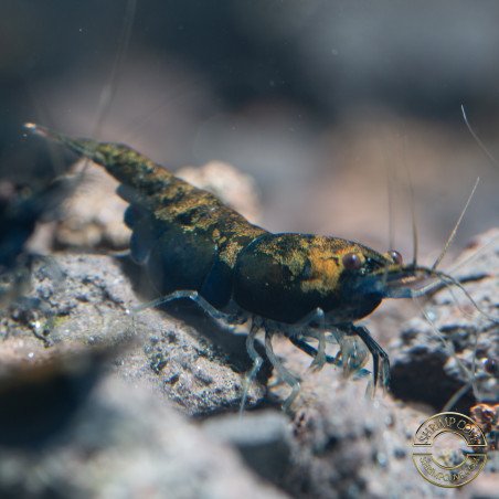 Blue NeoRainbow Neocaridina Shrimp | UK-Bred | Shrimp Cove