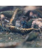 Blue NeoRainbow Neocaridina Shrimp | UK-Bred | Shrimp Cove