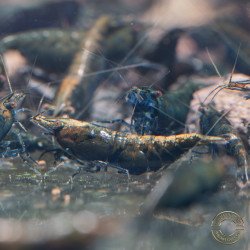 Blue NeoRainbow Neocaridina Shrimp | UK-Bred | Shrimp Cove