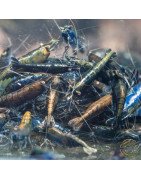 Blue NeoRainbow Neocaridina Shrimp | UK-Bred | Shrimp Cove