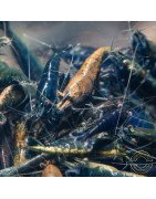 Blue NeoRainbow Neocaridina Shrimp | UK-Bred | Shrimp Cove