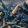 Blue NeoRainbow Neocaridina Shrimp | UK-Bred | Shrimp Cove