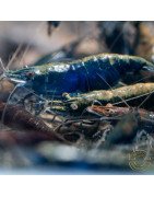 Blue NeoRainbow Neocaridina Shrimp | UK-Bred | Shrimp Cove