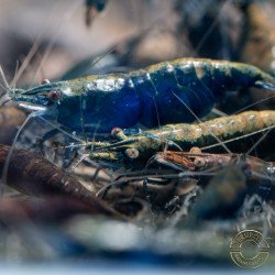 Blue NeoRainbow Neocaridina Shrimp | UK-Bred | Shrimp Cove