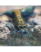 Blue NeoRainbow Neocaridina Shrimp | UK-Bred | Shrimp Cove