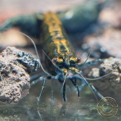 Blue NeoRainbow Neocaridina Shrimp | UK-Bred | Shrimp Cove