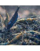 Blue NeoRainbow Neocaridina Shrimp | UK-Bred | Shrimp Cove