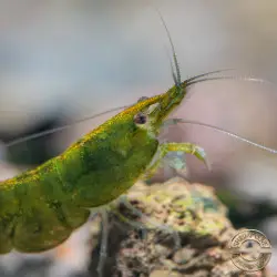 Green Jade Neocaridina Shrimp for Sale | UK-Bred | Shrimp Cove