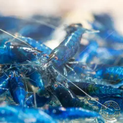 Blue Dream Shrimp – Vibrant Neocaridina | Hardy & Peaceful Shrimp