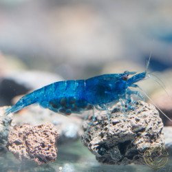 Blue Dream Shrimp – Vibrant Neocaridina | Hardy & Peaceful Shrimp