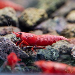 Red Fire Flame Shrimp – Bright Red Cherry Neocaridina | Easy & Hardy