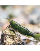 Neocaridina Emerald Green Shrimp High Grade Available here in the UK at Shrimp Cove
