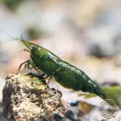 Neocaridina Emerald Green Shrimp High Grade Available here in the UK at Shrimp Cove