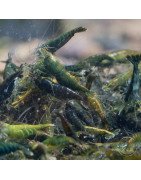 Neocaridina Emerald Green Shrimp High Grade Available here in the UK at Shrimp Cove
