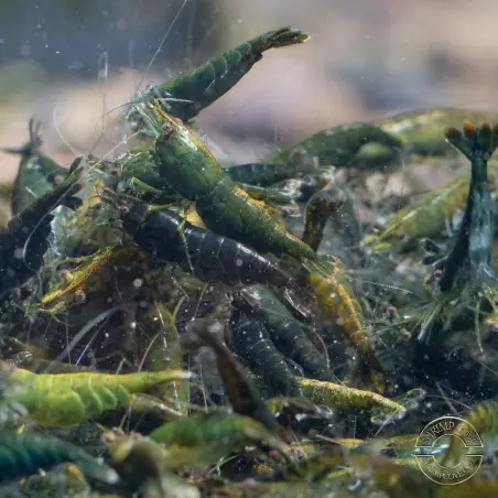 Neocaridina Emerald Green Shrimp High Grade Available here in the UK at Shrimp Cove