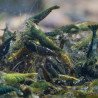 Neocaridina Emerald Green Shrimp High Grade Available here in the UK at Shrimp Cove