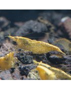 Yellow Golden Back Neocaridina Shrimp Buy Now at Shrimp Cove