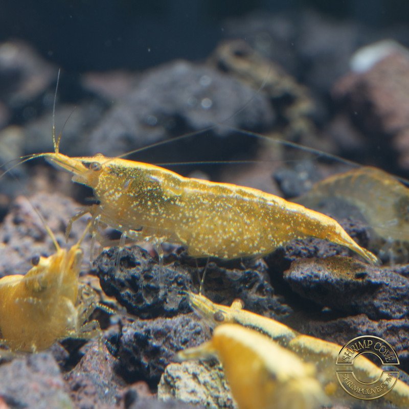 Yellow Golden Back Neocaridina Shrimp Buy Now at Shrimp Cove