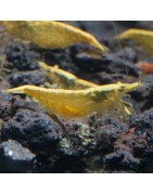 Yellow Golden Back Neocaridina Shrimp Buy Now at Shrimp Cove
