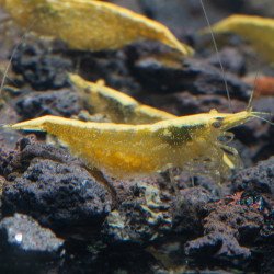 Yellow Golden Back Neocaridina Shrimp Buy Now at Shrimp Cove